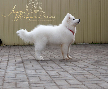 Щенок Самоедской Собаки/Самоеда