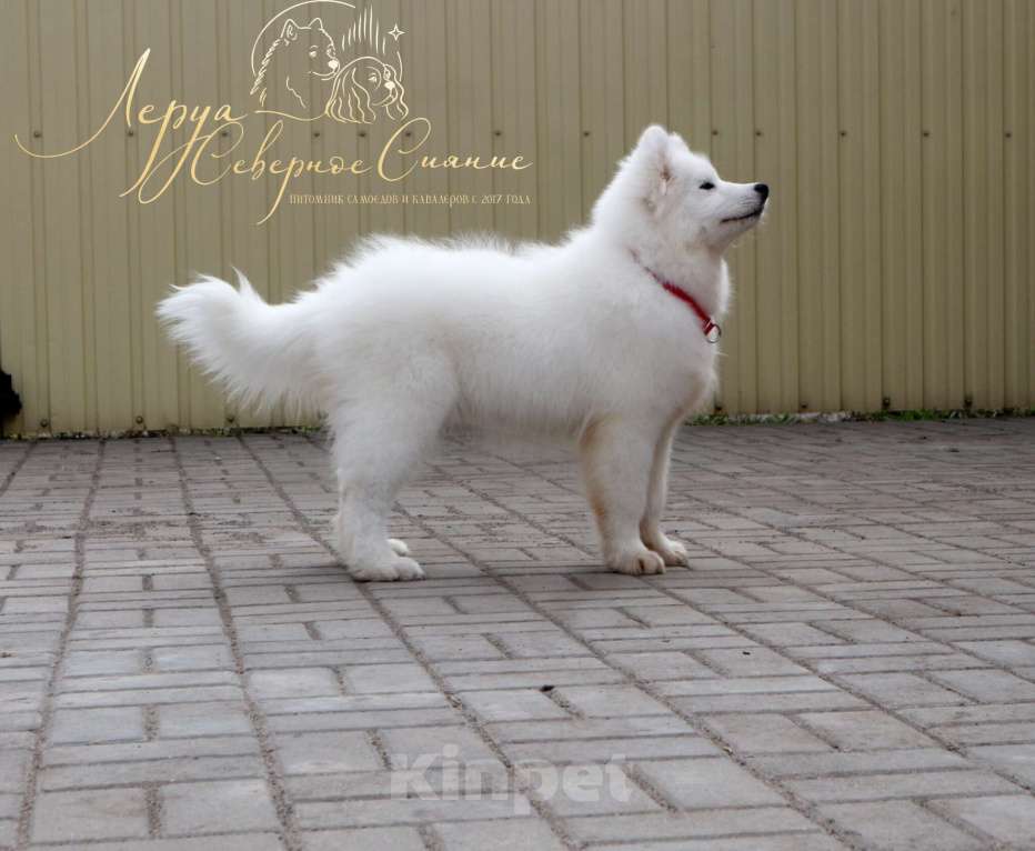 Собаки в Череповце: Щенок Самоедской Собаки/Самоеда Девочка, 80 000 руб. - фото 1