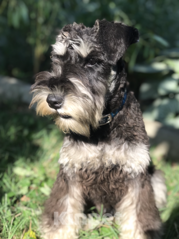 Собаки в Краснодаре: Цвергшнауцер мальчик  Мальчик, Бесплатно - фото 5