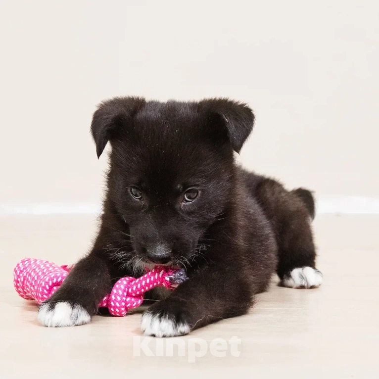 Собаки в Лосином-Петровском: Кения якутенок Девочка, Бесплатно - фото 3