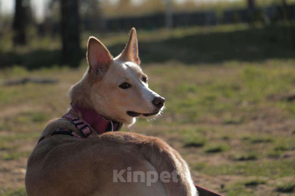 Собаки в Москве: Милая Нюша ищет дом!  Девочка, Бесплатно - фото 7