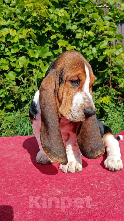 Собаки в Москве: Щенки бассет - хаунда Мальчик, 65 000 руб. - фото 7