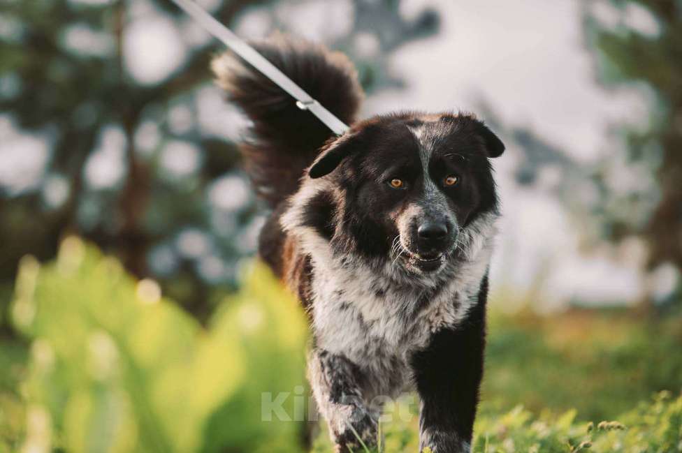 Собаки в Москве: Гектор Мальчик, Бесплатно - фото 1