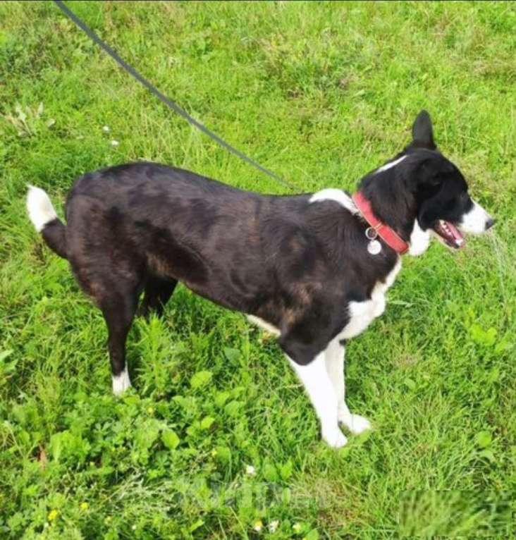 Собаки в Липецке: Бордер колли митис (красавчег 2) Мальчик, 15 000 руб. - фото 5