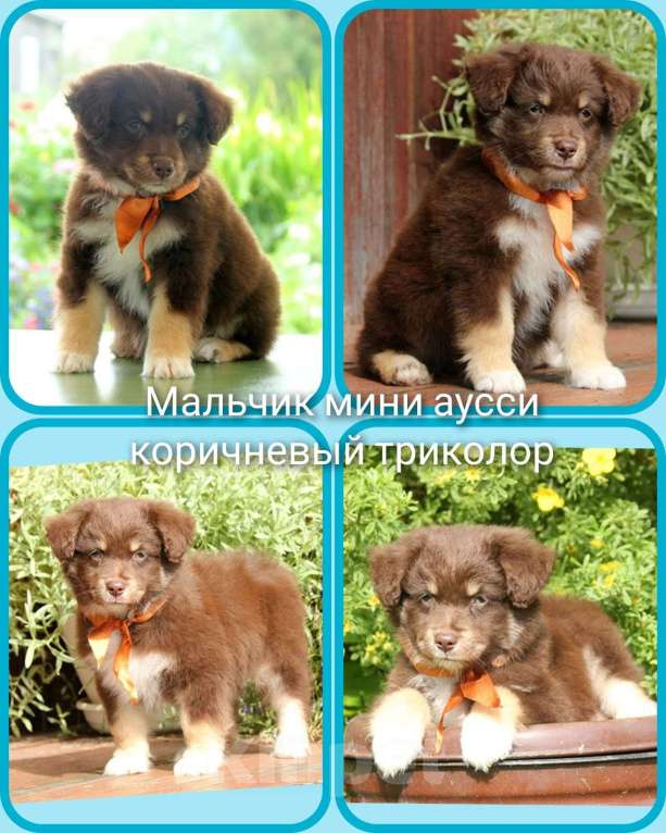 Собаки в Пушкино: Щенки миниатюрной американской овчарки. Щенки мини аусси. Щенки массы Девочка, Бесплатно - фото 3