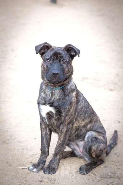 Собаки в Москве: Джессика ищет дом Девочка, 1 руб. - фото 2