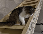 Кошки в Москве: Котик Милан ищет дом! Мальчик, Бесплатно - фото 1