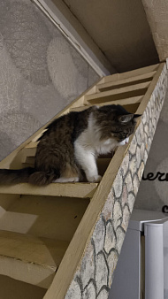 Объявление: Котик Милан ищет дом!, Бесплатно, Москва