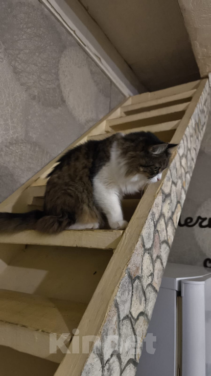 Кошки в Москве: Котик Милан ищет дом! Мальчик, Бесплатно - фото 1