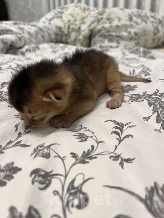 Кошки в Москве: Абиссинские котята Мальчик, 50 000 руб. - фото 2
