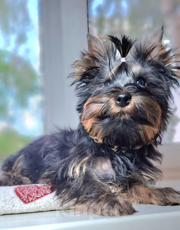Собаки в Новосибирске: Йоркширский терьер черный эксклюзив Мальчик, 50 000 руб. - фото 3