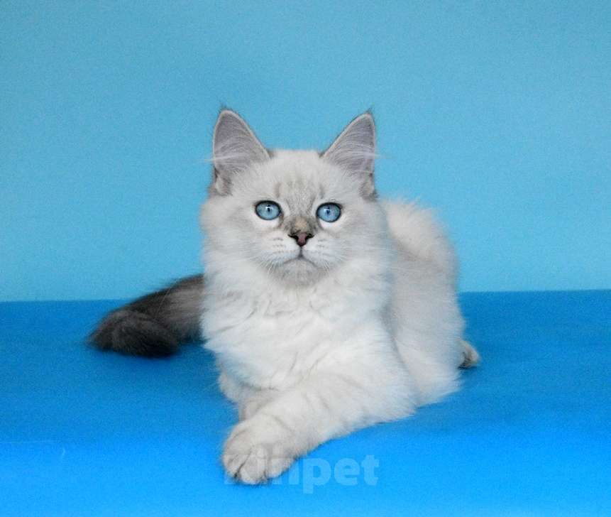 Кошки в Москве: Синеглазая красавица Девочка, Бесплатно - фото 3