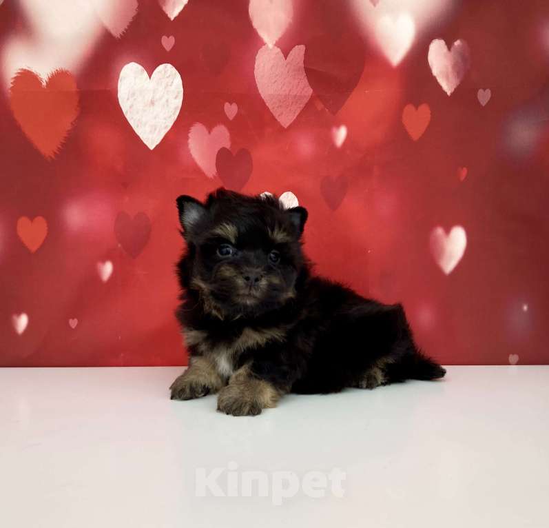 Собаки в Москве: Цветной йорк мальчик стандарт бэби фейс Мальчик, 50 000 руб. - фото 10