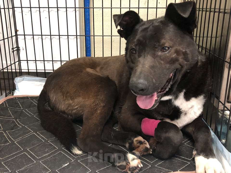 Собаки в Москве: Доброго Джека пинали ногами Мальчик, Бесплатно - фото 3