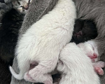 Кошки в Пензе: Белый мальчик Мальчик, Бесплатно - фото 3