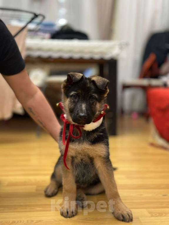 Собаки в других городах Московской области: Щенки Восточно европейской овчарки Девочка, Бесплатно - фото 3