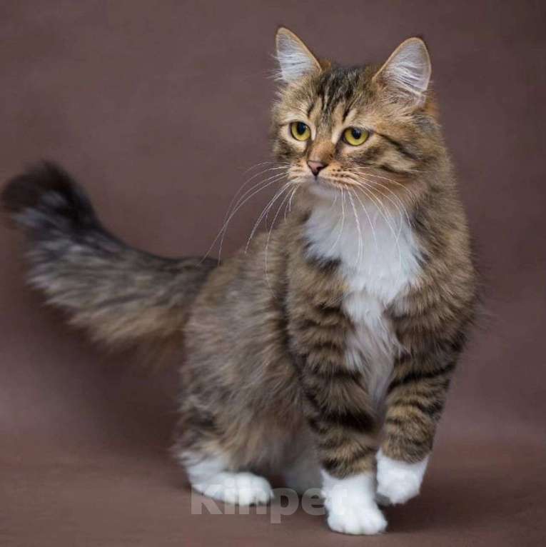 Кошки в Москве: Пушистая Шарли с грустными глазками Девочка, Бесплатно - фото 5