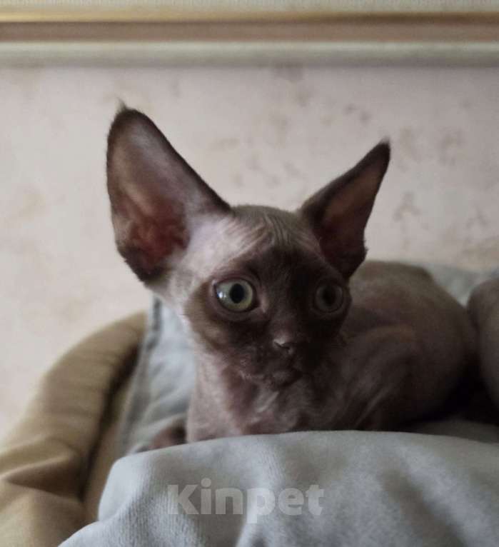 Кошки в Москве: Котята девон рекс Лиловые, циннамон, шоколадный мрамор Девочка, 85 000 руб. - фото 1