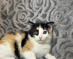Кошки в Раменском: Котенок девочка 2 месяца Девочка, Бесплатно - фото 2