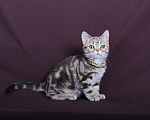 Кошки в Ликино-Дулево: Американский короткошерстный котёнок Девочка, Бесплатно - фото 4