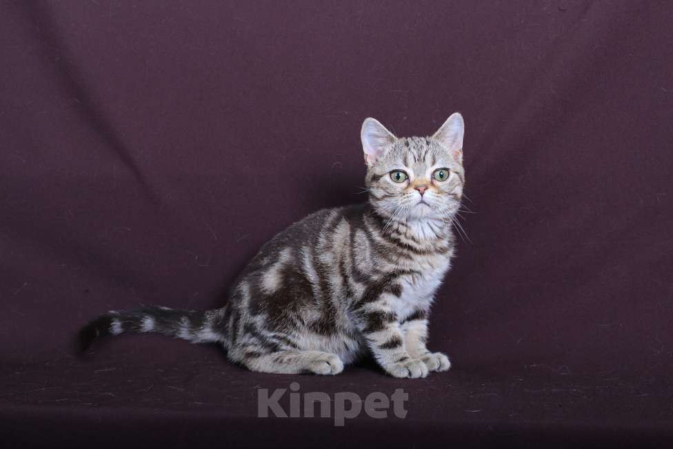 Кошки в Ликино-Дулево: Американский короткошерстный котёнок Девочка, Бесплатно - фото 4