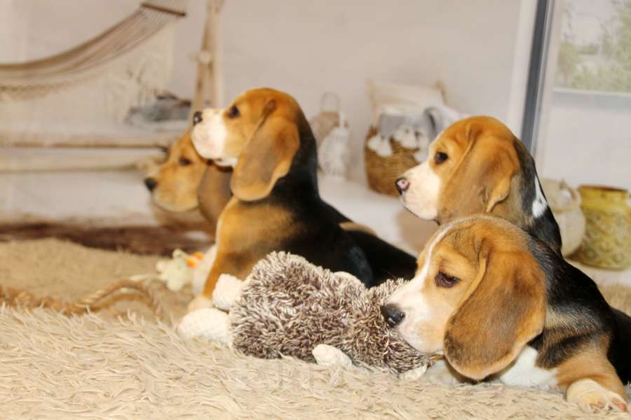 Собаки в Москве: девочка бигля Девочка, 50 000 руб. - фото 2