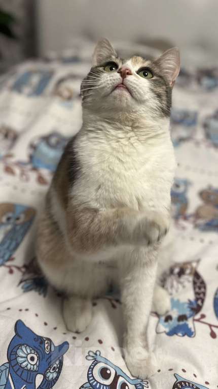 Кошки в Москве: Сладкая Карамелька в дар  Девочка, Бесплатно - фото 4