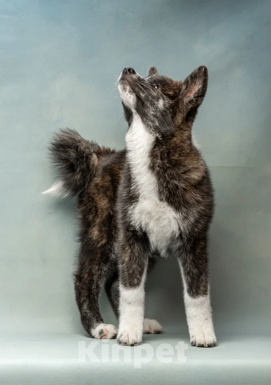 Собаки в Санкт-Петербурге: Таисия Девочка, 70 000 руб. - фото 3