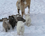 Собаки в Серпухове: Медвежата  Девочка, 15 000 руб. - фото 8