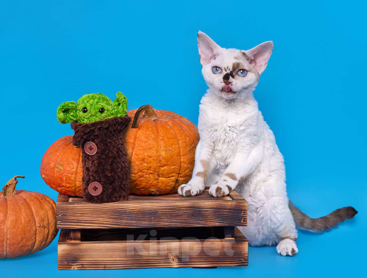 Кошки в Новосибирске: Девон Рекс, девочка Девочка, 45 000 руб. - фото 2