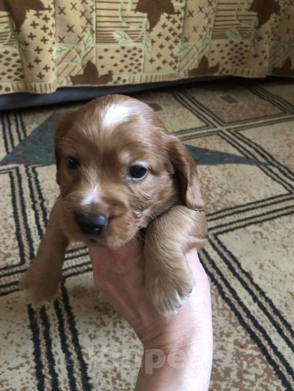 Собаки в Липецке: Щенки русского охотничьего спаниеля Мальчик, 12 000 руб. - фото 3