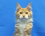 Кошки в Москве: Star Maine Coons Девочка, 75 000 руб. - фото 6