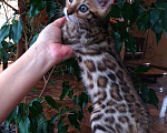 Кошки в Москве: Бенгальская девочка  Девочка, 60 000 руб. - фото 2