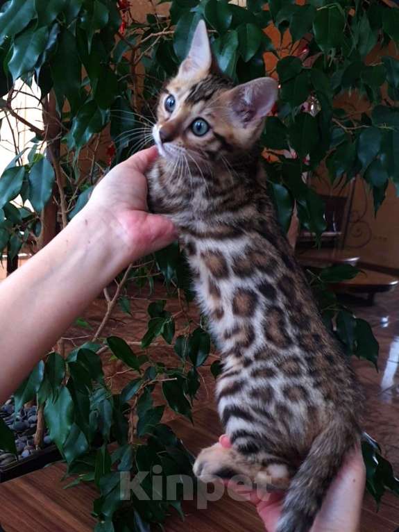 Кошки в Москве: Бенгальская девочка  Девочка, 60 000 руб. - фото 2