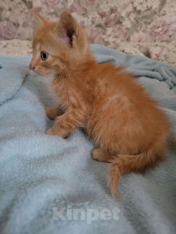 Кошки в Балашихе: Рыженький мальчик Мальчик, 1 руб. - фото 4