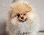 Собаки в Копейске: Померанский шпиц щенок Мальчик, 35 000 руб. - фото 2