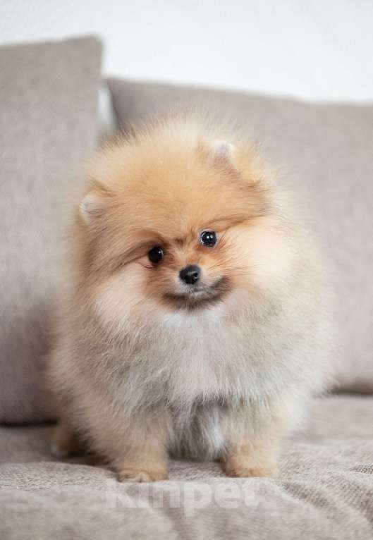 Собаки в Копейске: Померанский шпиц щенок Мальчик, 35 000 руб. - фото 2