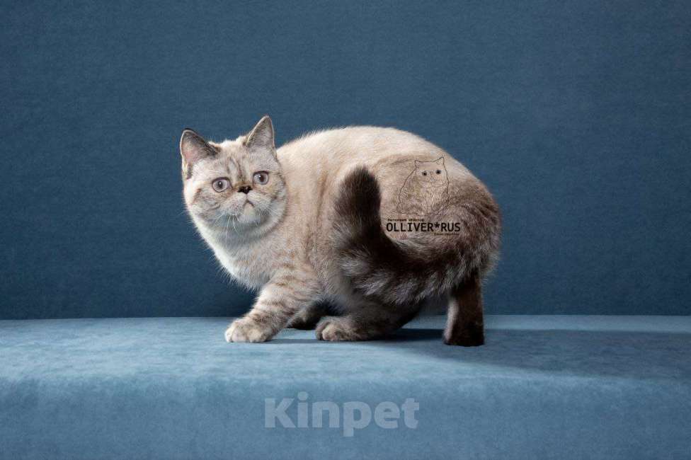 Кошки в Тюмени: Экзоты, Экзотические короткошерстные котята Девочка, Бесплатно - фото 1