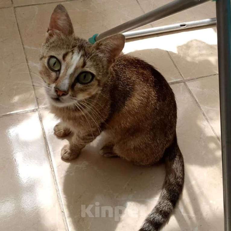 Кошки в Москве: Пожалуйста, не дайте мне вернуться обратно.. Девочка, Бесплатно - фото 2