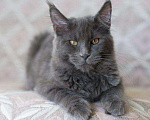 Кошки в Калининграде: Гибридные полудлинношерстные дымчатые котята, 500 руб. - фото 2