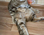 Кошки в Мур: Кот вязка, 1 руб. - фото 6