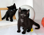 Кошки в Калуге: Три черненьких, веселеньких котенка - Норман, Мартин и Перчик в добрые руки. Мальчик, Бесплатно - фото 6