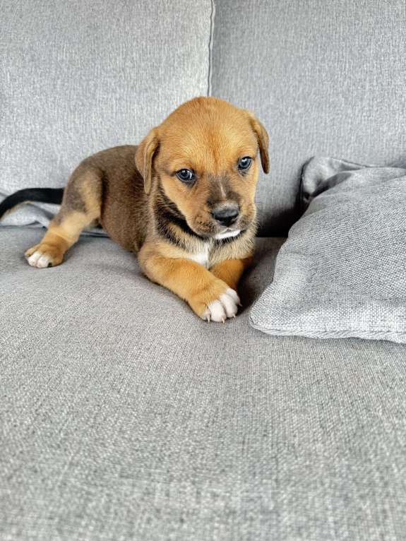 Собаки в других городах Калининградской области: Р Мальчик, Бесплатно - фото 3