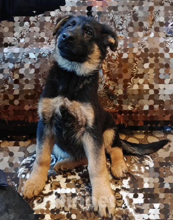 Собаки в Серове: Щенок немецкой овчарки Мальчик, Бесплатно - фото 7