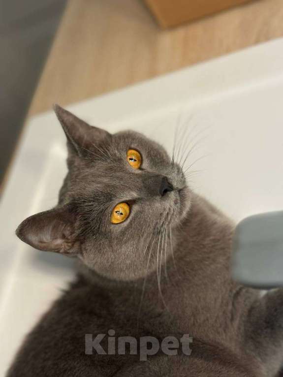 Кошки в Севастополе: Плюшевая молодая кошечка ищет дом Девочка, Бесплатно - фото 4