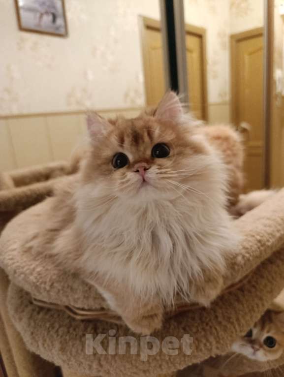 Кошки в Санкт-Петербурге: Золотые котики Мальчик, 15 000 руб. - фото 1