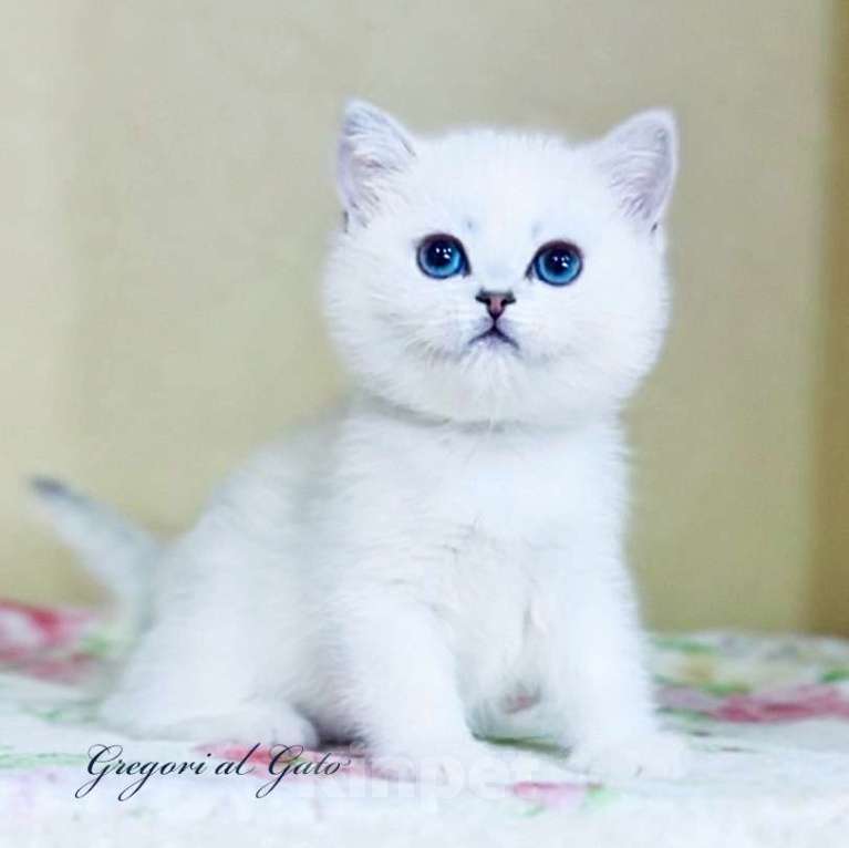 Кошки в Москве: Британская синеглазая серебристая шиншилла Девочка, 85 000 руб. - фото 1