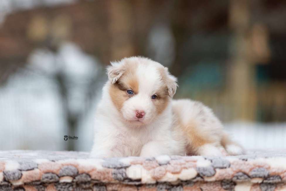Собаки в Москве: Австралийская овчарка, аусси Девочка, 150 000 руб. - фото 7