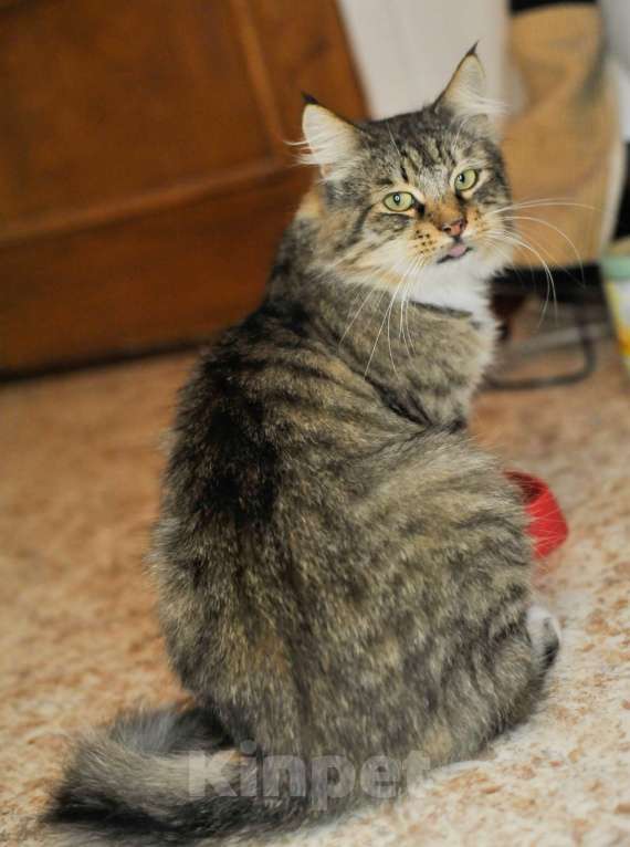 Кошки в Санкт-Петербурге: Рысь ждет своего Человека Мальчик, Бесплатно - фото 3