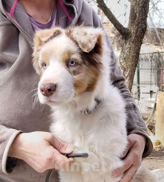 Собаки в других городах Московской области: Очаровательный малыш аусси Мальчик, 90 000 руб. - фото 2